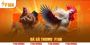 ĐÁ GÀ THOMO F168